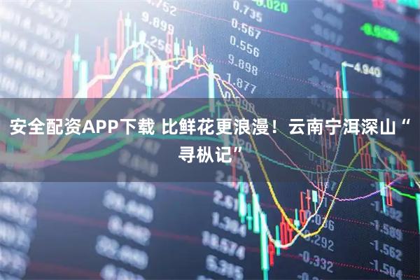 安全配资APP下载 比鲜花更浪漫！云南宁洱深山“寻枞记”